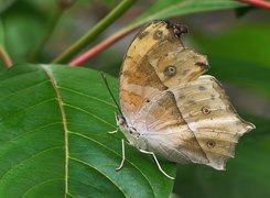 Motyl, liść