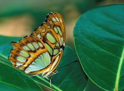 Motyl, liść