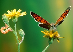 Motyl, kwiat, gąsienica