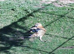 Tygrys, łąka, zoo