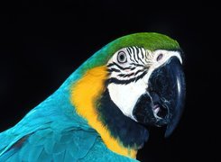 Papuga