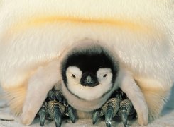 Pingwin z małym