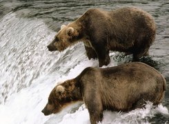 Niedźwiedzie brunatne, Wodospad