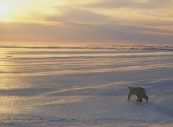 Niedźwiedź polarny