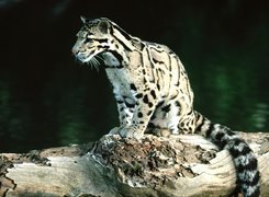 Ocelot