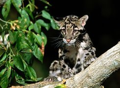 Ocelot