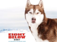 pies, Eight Below