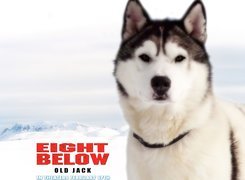 pies, góry, Eight Below