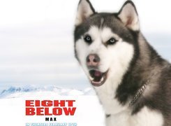 Eight Below, łańcuch, pies