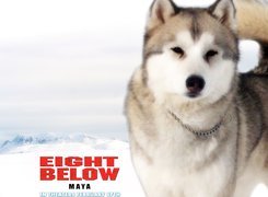 Eight Below