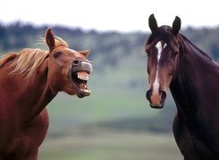 Koń by sie uśmiał