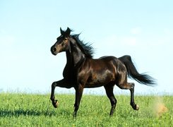 Czarny Koń, Zielona łąka