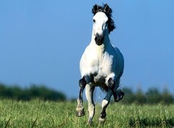 Biały Koń