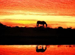 Koń, Zachód Słońca