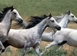 Białe, Konie, Galop