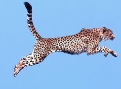 Gepard