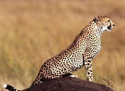 Gepard