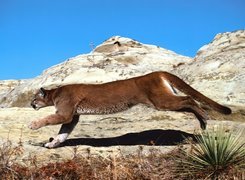 Puma, Bieg