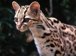 Margay