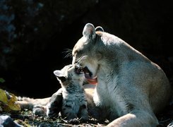Puma