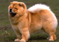 Pies, Chow chow