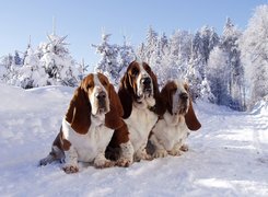 Trzy, Pieski, Bassety, Śnieg