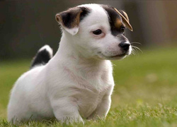 Szczeniak, Jack Russell Terrier