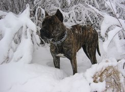 Perro de Presa Canario, Śnieg, Zima