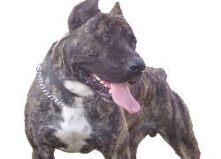 Perro de Presa Canario