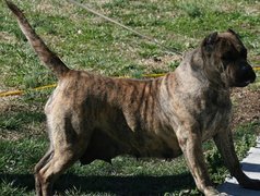 Perro de Presa Canario