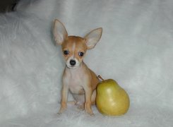 Chihuahua, Gruszka