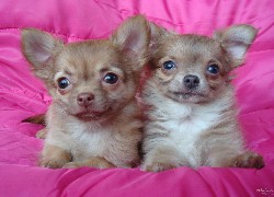 Chihuahua, Różowa, Poduszka