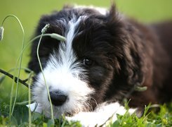 Bearded collie, Szczeniak