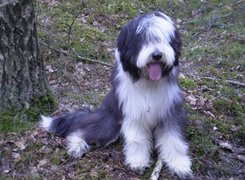 Bearded collie