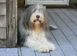 Duży, Bearded collie