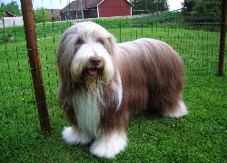 Zadbany, Bearded collie