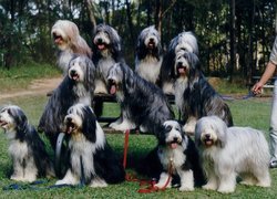 jedenaście,  Bearded collie