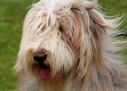 Bearded collie, Język