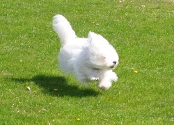 Coton de Tulear