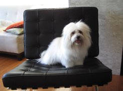 Coton de Tulear, fotel