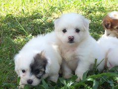 Szczeniaki, Coton de Tulear