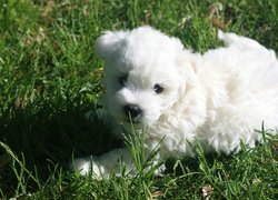 Biały, Coton de Tulear