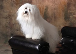 uczesany, Coton de Tulear