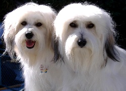 Dwa, Coton de Tulear