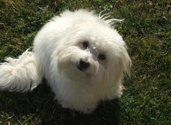 Słodki, Coton de Tulear