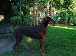 Bronzowy, Doberman