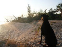 Doberman, Plaża