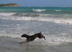 Biegnący, Doberman, Plaża