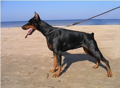 Doberman, Plaża