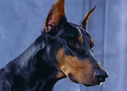 Doberman, Pysk